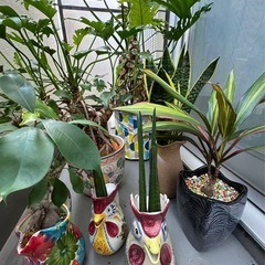 投稿①植物陶器の画像