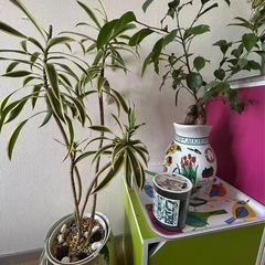 投稿①植物陶器の画像