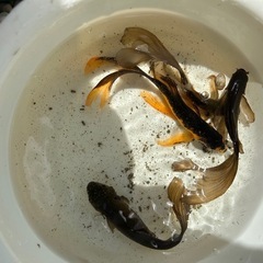 鉄魚まとめての画像