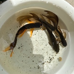 鉄魚まとめての画像