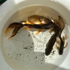 鉄魚まとめての画像