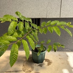 丹波栗 苗木 2年生苗 栗の木の画像