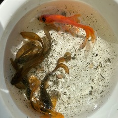 鉄魚まとめての画像