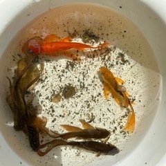 鉄魚まとめての画像