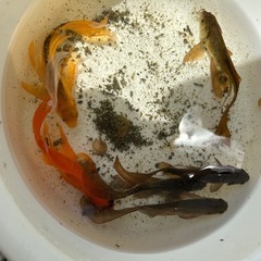 鉄魚まとめての画像