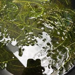 3色ラメメダカ15匹　アナカリス　 　の画像