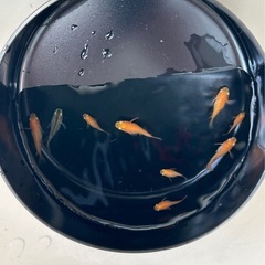 ミックス　ダルマ・半ダルマめだか　9匹の画像