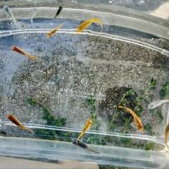 ミックスメダカ 成魚 10匹の画像