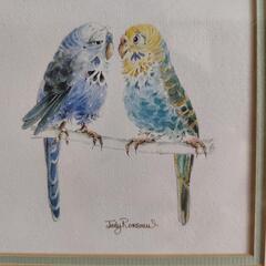 Judy Rossouw　北アイルランド　インコの画像