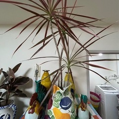 投稿②植物陶器の画像