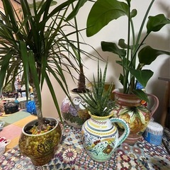投稿②植物陶器の画像
