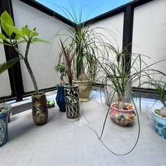投稿③植物陶器の画像