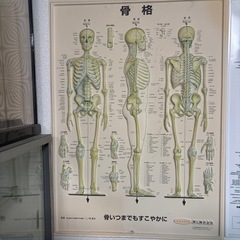 骨格筋、末梢神経系、骨格パネルの画像