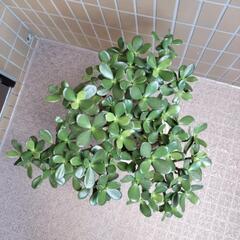 クラッスラ（金のなる木）の画像
