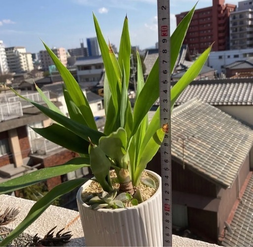 観葉植物