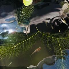 ミックスメダカ 幼魚 10匹 の画像