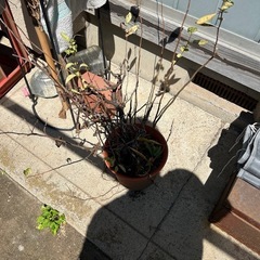 【瑞穂町】ぼけの木　3本の画像