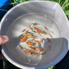 玉サバ稚魚20匹の画像