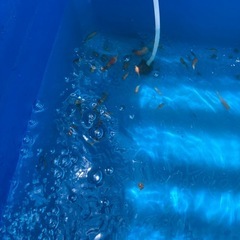玉サバ稚魚20匹の画像