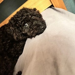 オストイプードル8ヶ月去勢末（寻周六见学横滨家庭，请和我联系）