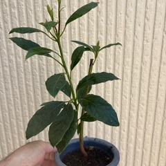 アボカドの苗の画像