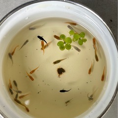ミクス　めだか　メダカ　25匹の画像