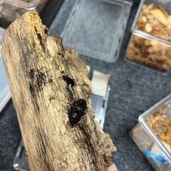 コクワガタ♀単　産卵セット
の画像