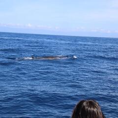 10月🐋USA祈り＆ホエールウォッチングツアー