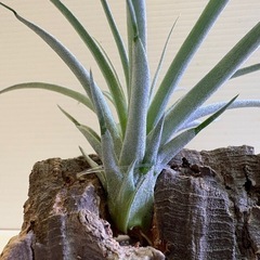 観葉植物　ティランジア　エアプランツ　ヒューストン Ａの画像