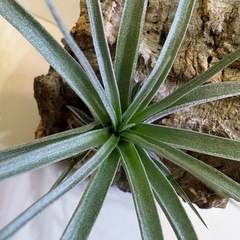 観葉植物　ティランジア　エアプランツ　ヒューストン Ａの画像