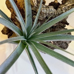 観葉植物　ティランジア　エアプランツ　ヒューストン Ｂの画像