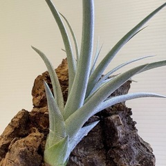 観葉植物　ティランジア　エアプランツ　ヒューストン Ｂの画像