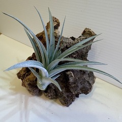 観葉植物　ティランジア　エアプランツ　ヒューストン Ｂの画像
