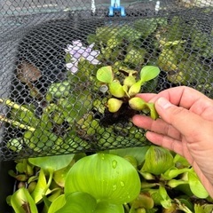 最終　ホテイソウの画像