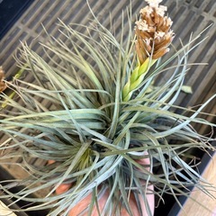 観葉植物　
ティランジア　エアプランツ　ヒューストン Ｃの画像