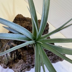 観葉植物　
ティランジア　エアプランツ　ヒューストン Ｃの画像