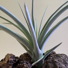 観葉植物　
ティランジア　エアプランツ　ヒューストン Ｃの画像