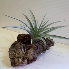 観葉植物　
ティランジア　エアプランツ　ヒューストン Ｃの画像