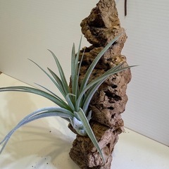 観葉植物　ティランジア　エアプランツ　ヒューストン Ｄの画像