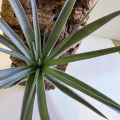 観葉植物　ティランジア　エアプランツ　ヒューストン Ｄの画像