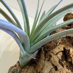 観葉植物　ティランジア　エアプランツ　ヒューストン Ｄの画像