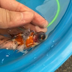 金魚・高級出目金・写真より実物は綺麗ですよ♪1000円・激安の画像