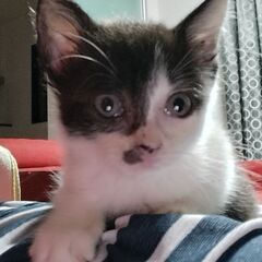 ずっとの家族を探しています！