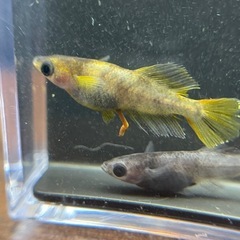 メダカ　 菊虎3ペア　若魚の画像