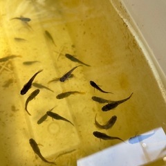 メダカ　 菊虎3ペア　若魚の画像