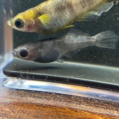 メダカ　 菊虎3ペア　若魚の画像