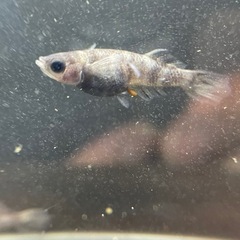 メダカ　 菊虎3ペア　若魚の画像