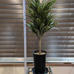 ☆観葉植物☆ ドラセナ・コンパクタの画像