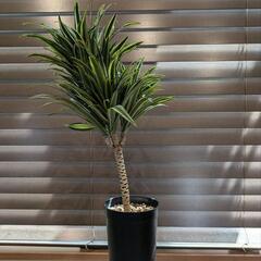 ☆観葉植物☆ ドラセナ・コンパクタの画像