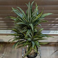 ☆観葉植物☆ ドラセナ・コンパクタの画像